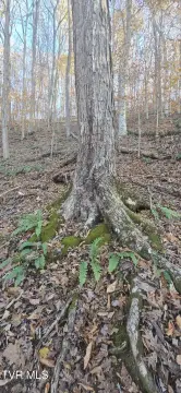 Unrestricted Land Near Clinch River