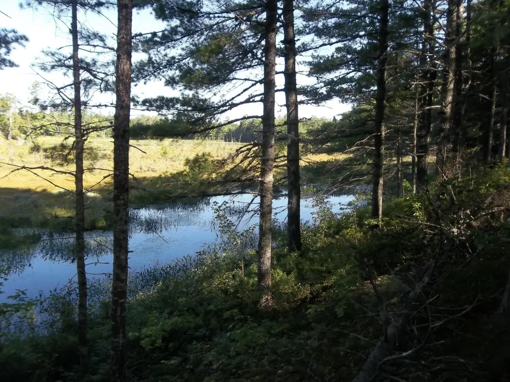 Picture 5