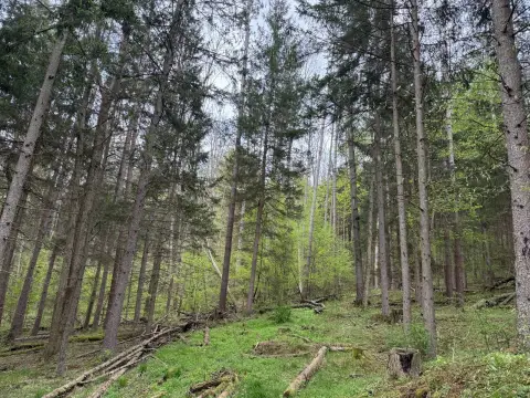 Wooded Land Parcel in Bradford