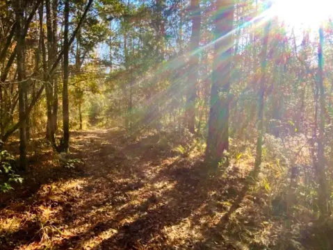 Picture of Hunting land at C B Whitehead Road, Ponce de Leon, FL