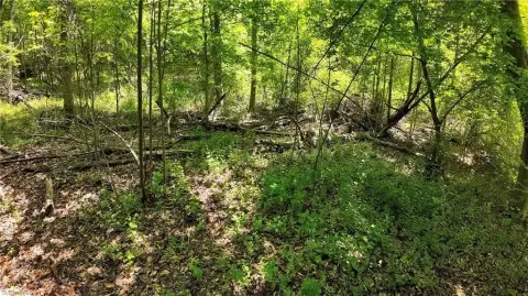 Ronda, NC Wooded Acreage