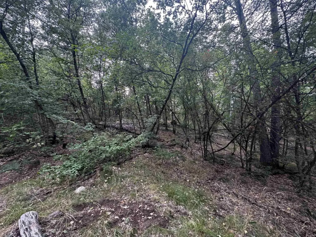 Picture 5