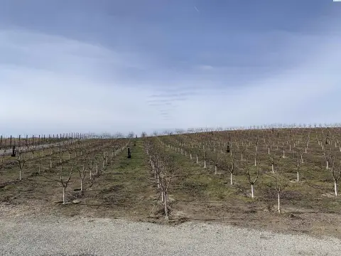Established Cherry Orchard Ready to Harvest