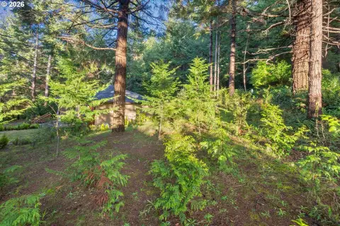 Wooded Lot in Port Orford