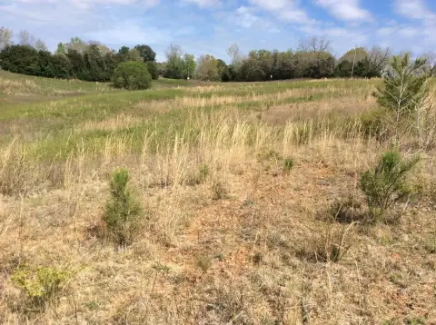 Undeveloped Land with Road Frontage
