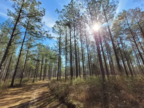 Alabama Hunting and Timber Land