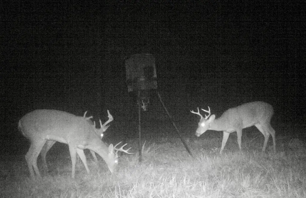 Picture 3
