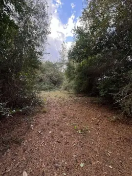 Unrestricted Wooded Acreage in Newton County