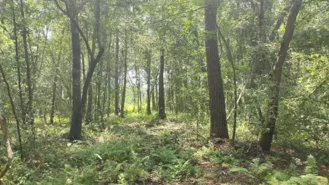 Wooded Land in Quiet Monticello