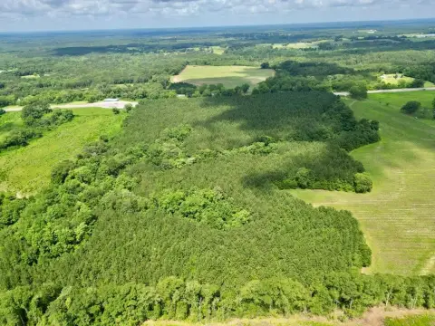 Brundidge Homesite with Planted Pines