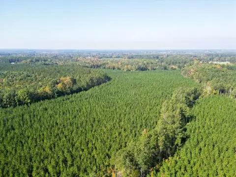 Timberland Hunting Property