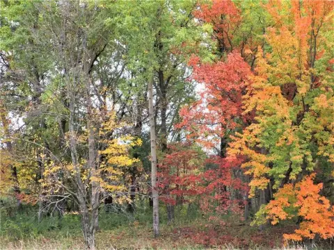 Heavily Wooded Acreage Near Frederic