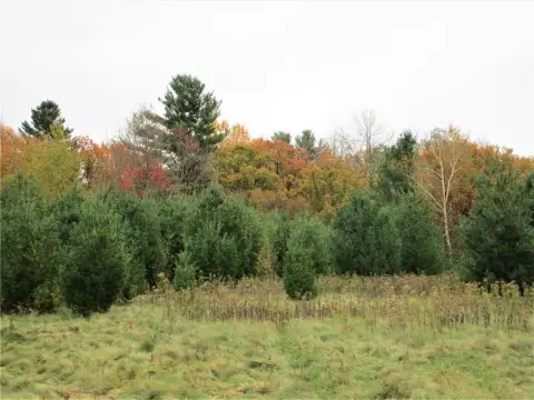 Wooded Land Parcel Near Frederic