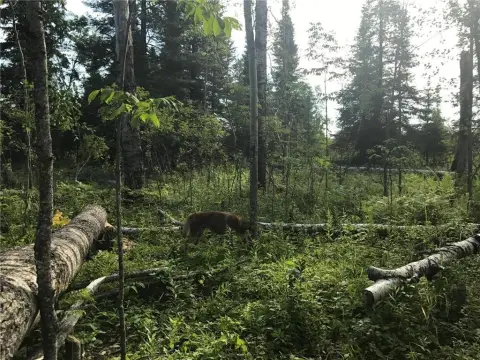 40 Acres of Hunting Land