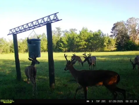 93 Acres Hunting & Recreational Land