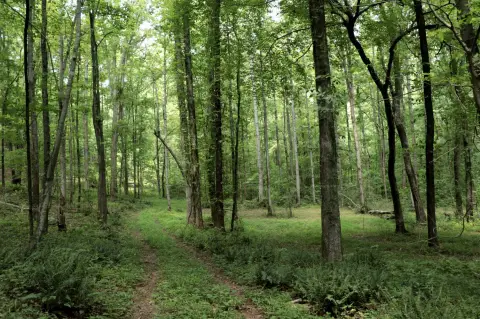 150 Acres Hunting Land in Alabama