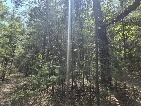 Pine Hunting Land