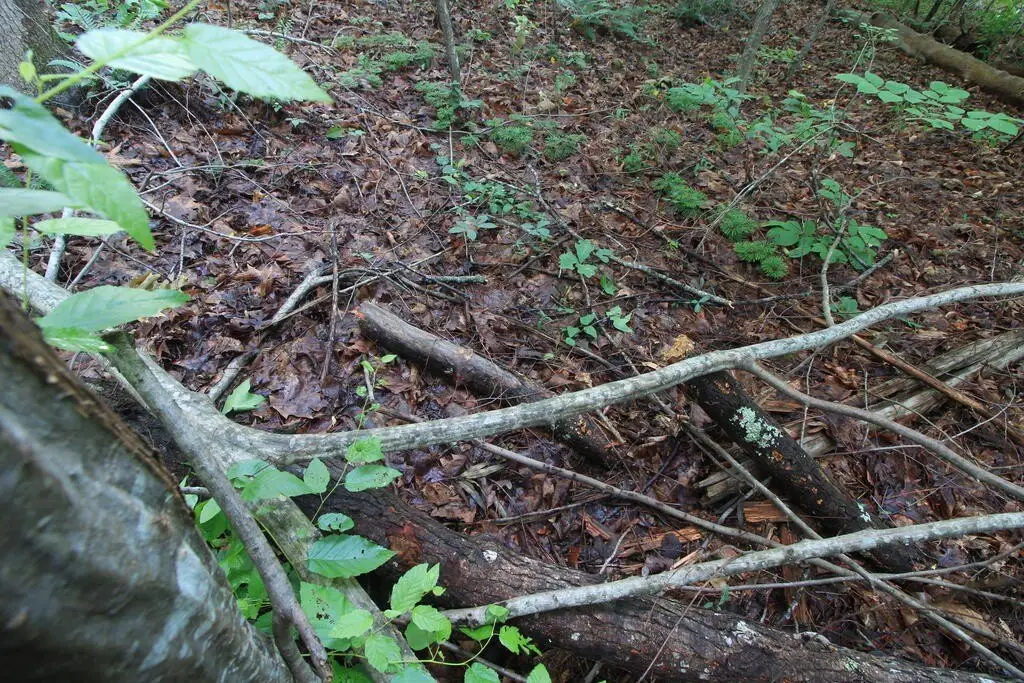 Picture 41