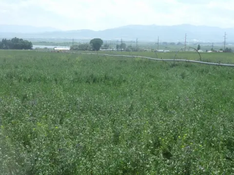 Helena Irrigated Land For Sale
