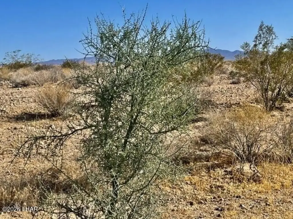 Picture 4