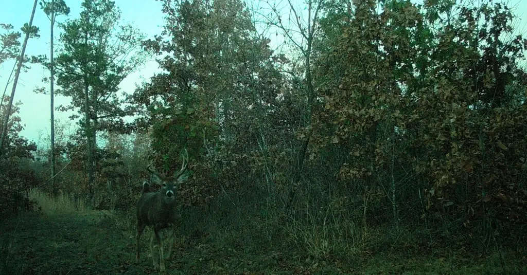Picture 12