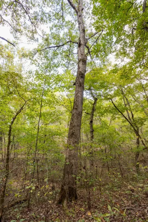 Picture 47