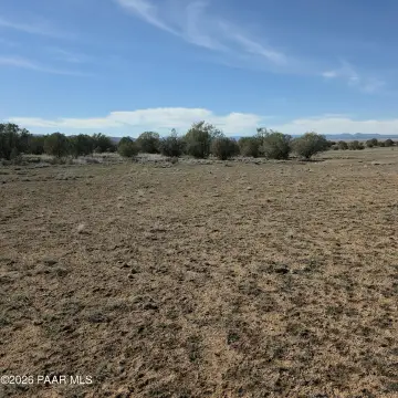Land with Juniper Trees