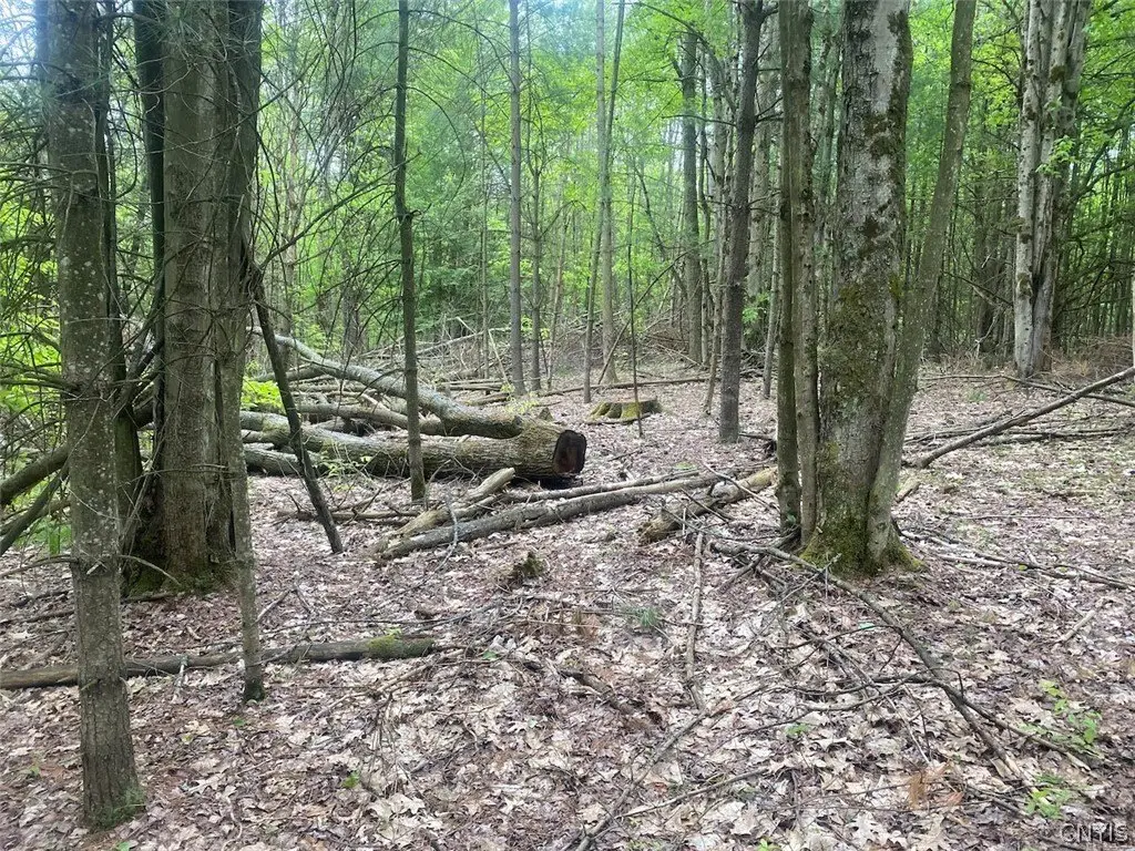 Picture 25