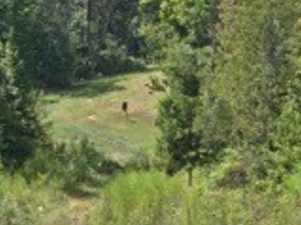Picture 13
