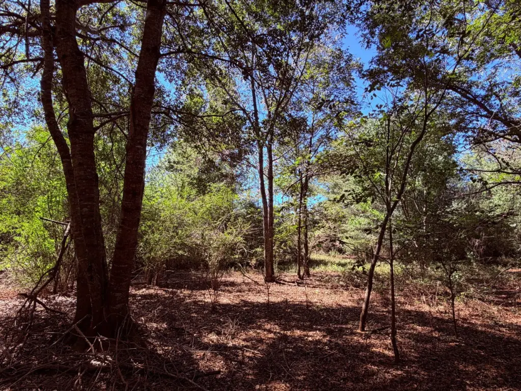 Picture 31