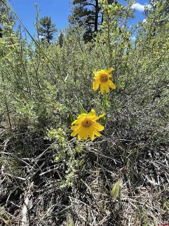 Picture 26