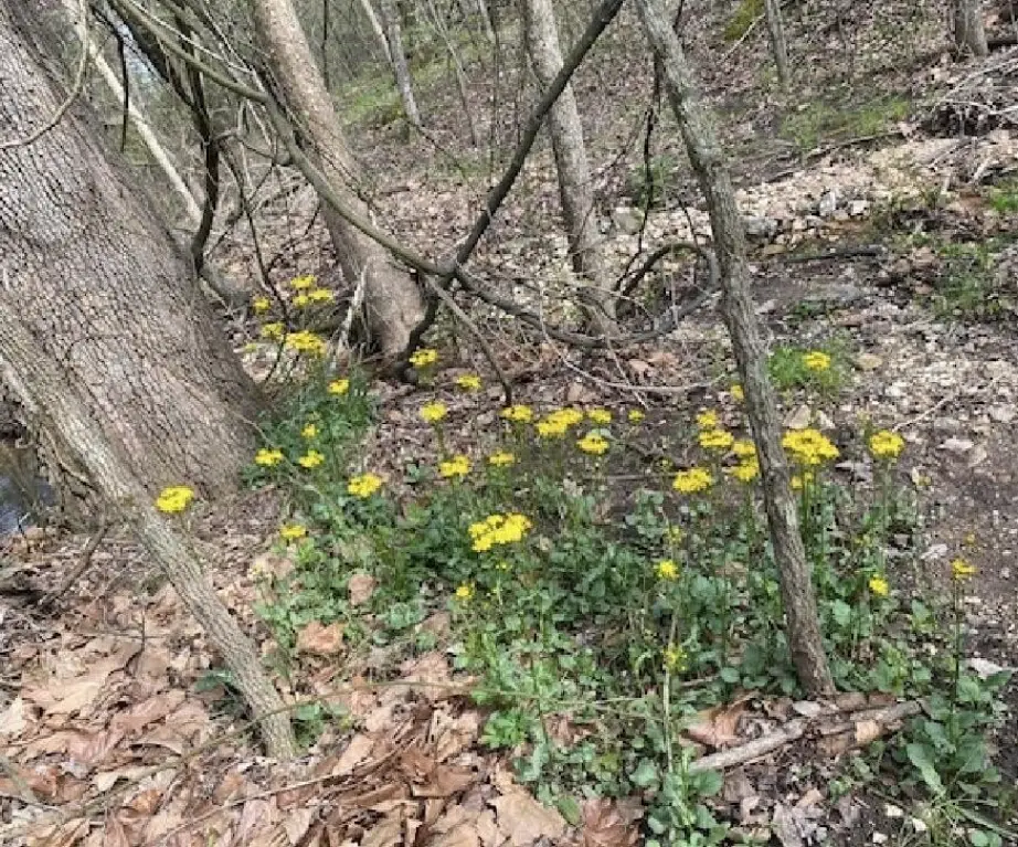 Picture 25