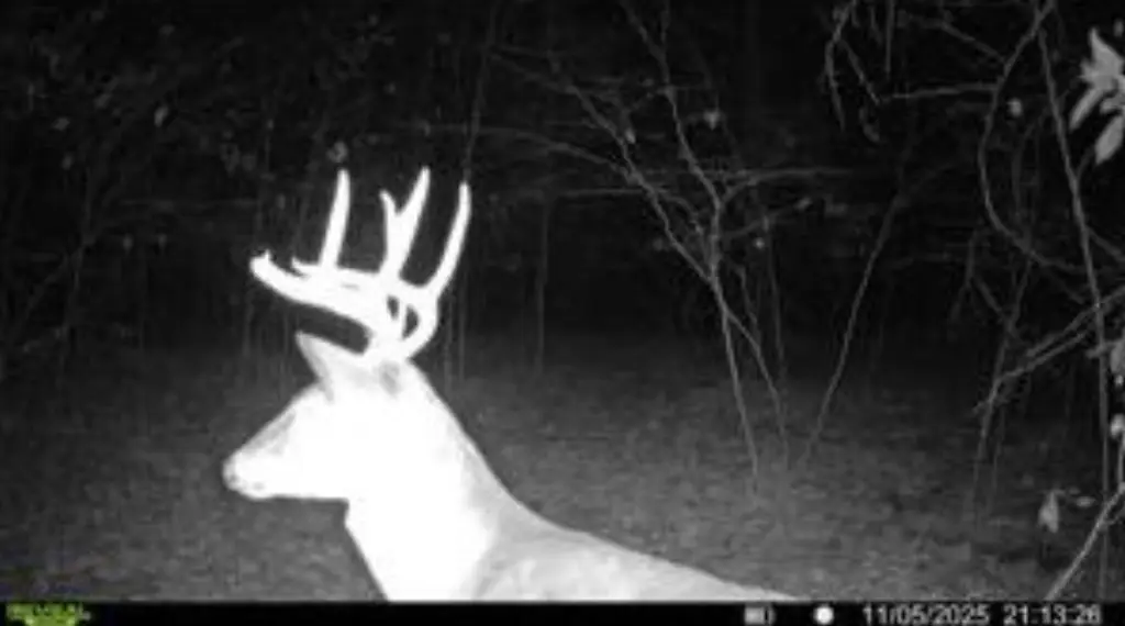 Picture 3