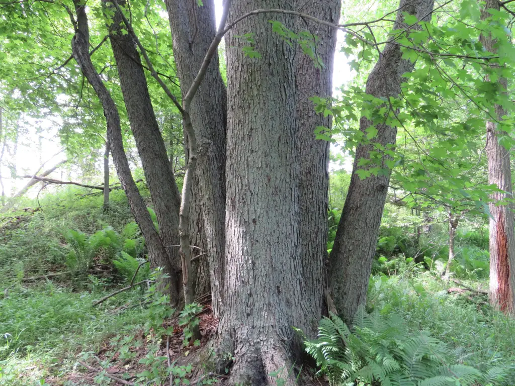 Picture 15