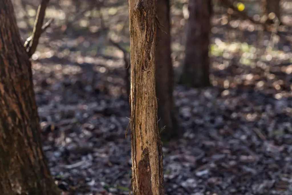 Picture 36