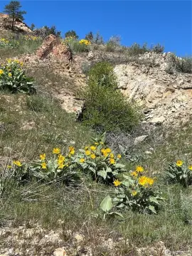 40 Acres Private Paradise Land