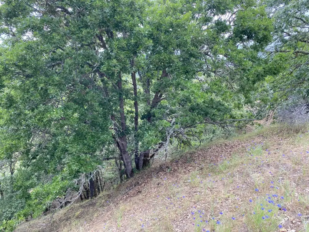 Picture 18