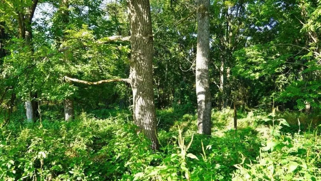 Picture 15