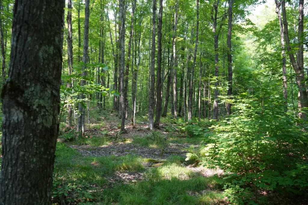 Picture 8