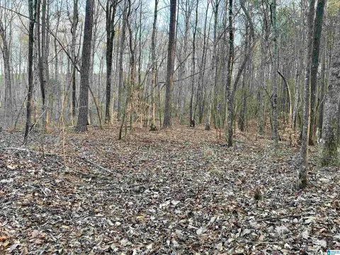 Large Wooded Lot in Ashville