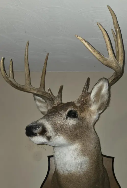 Picture 31