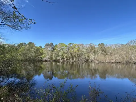 Waterfront Land on Edisto River