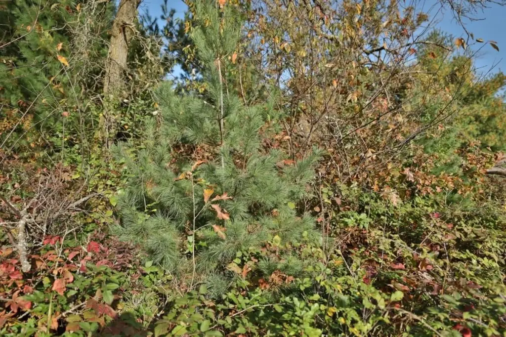 Picture 45