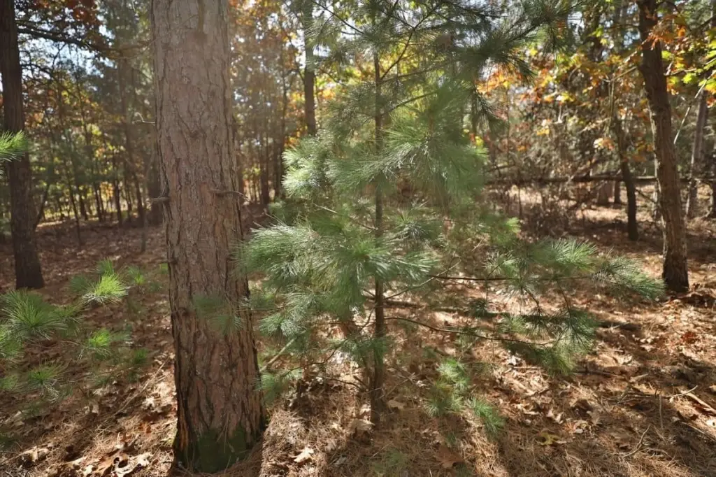 Picture 19