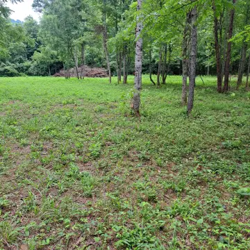 Wooded Agricultural Land