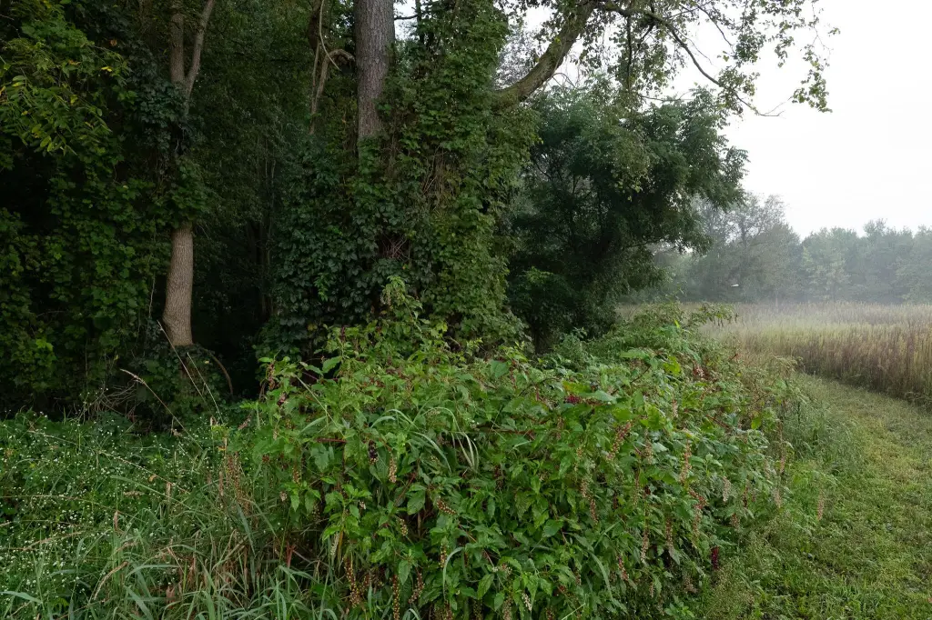 Picture 21