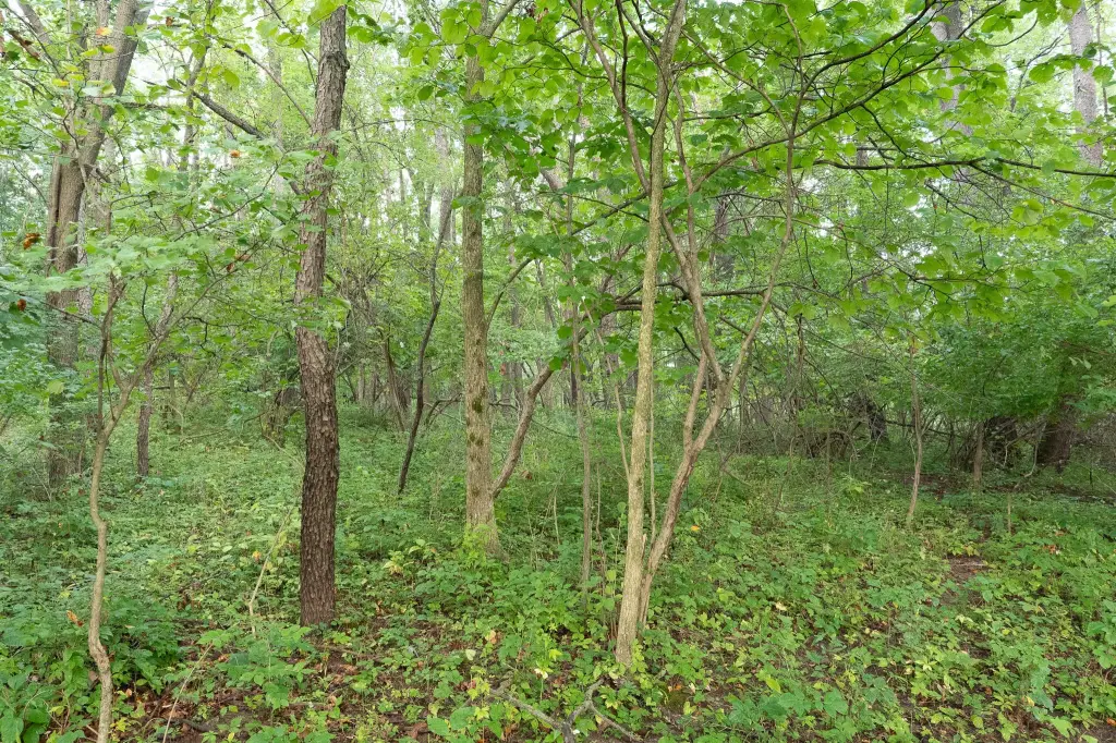 Picture 29