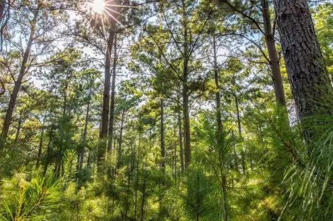 90+ Acre Wooded Homesite Tract