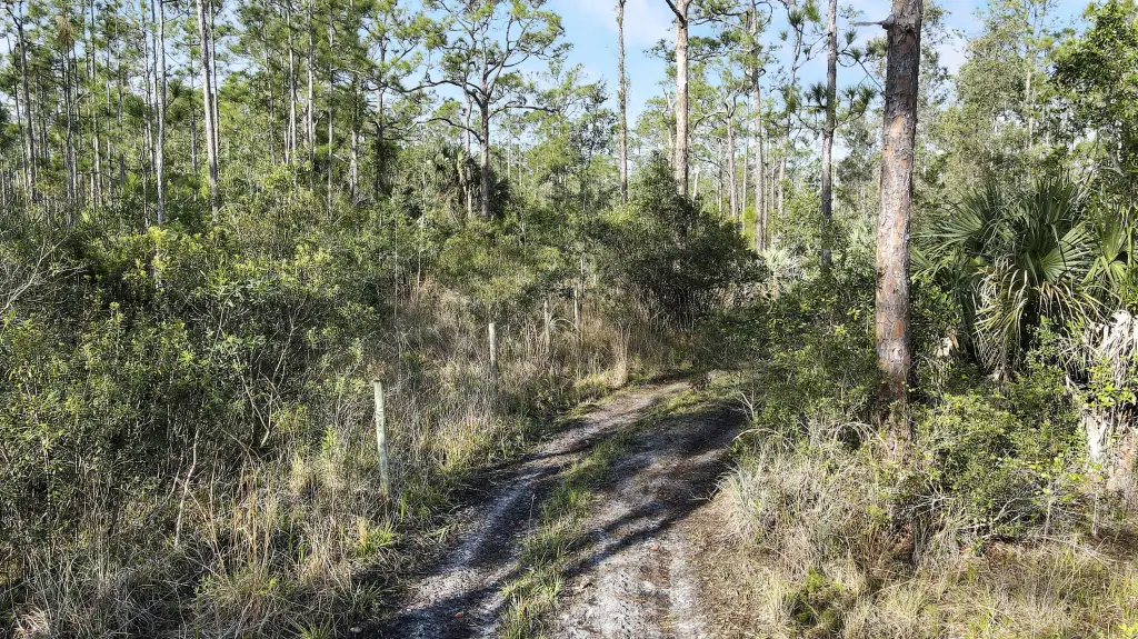 Picture 21