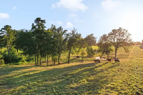 Fenced Agricultural Land